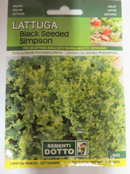 Lattuga Black Seeded Simpson